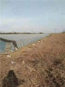 枣庄滕州：一处良田绝产 村民怀疑地下水污染所致