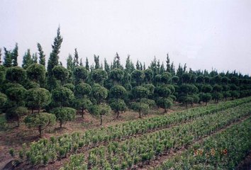 <b>ɽʡľʯ˴󣺹ע̻ľ</b>